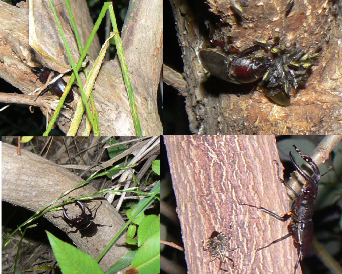 中州のヤナギ_ノコギリクワガタの楽園 2021年6月3日 19時20分頃 気温22度